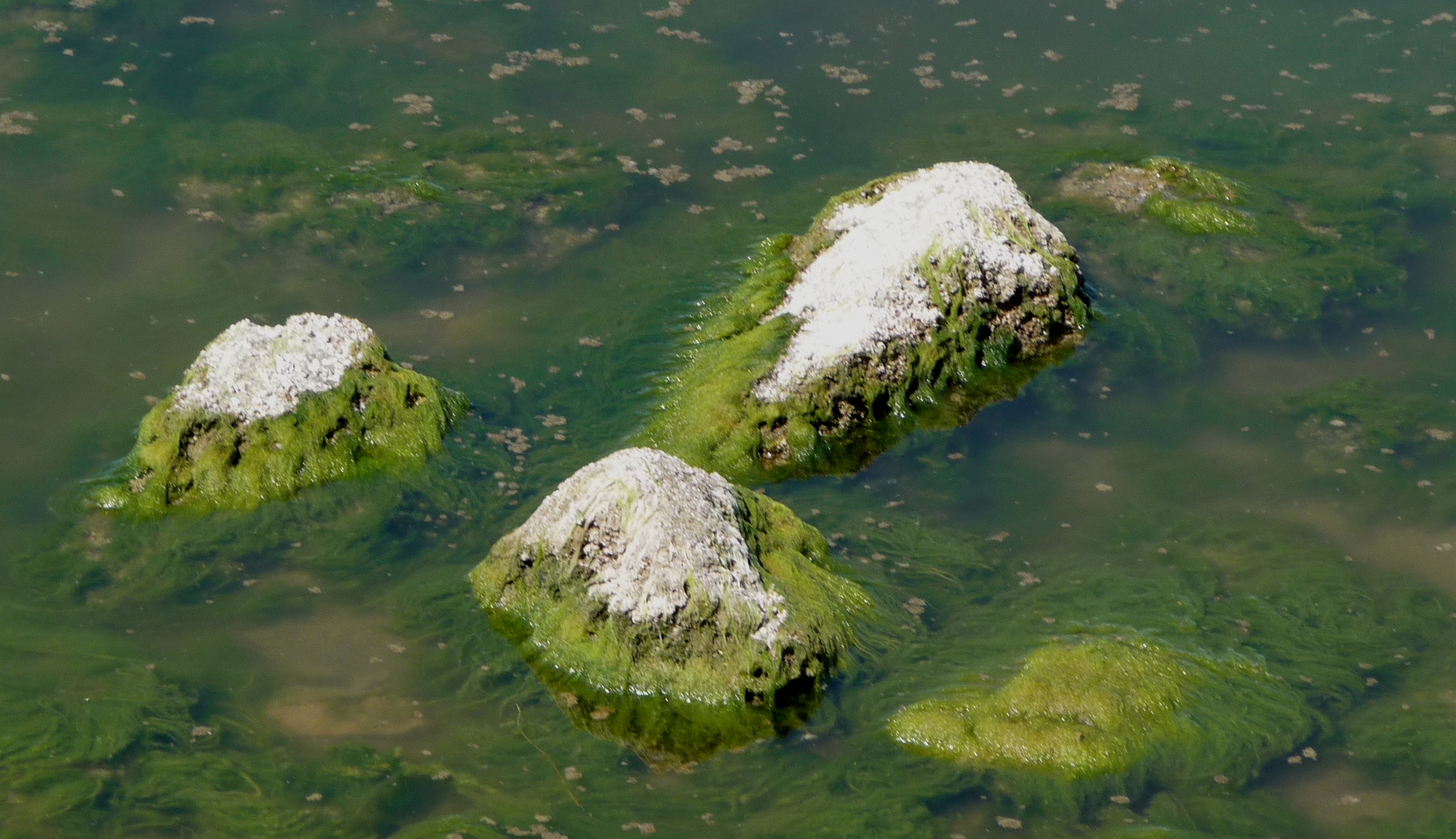 A photograph of algae growing in water and rocks. 