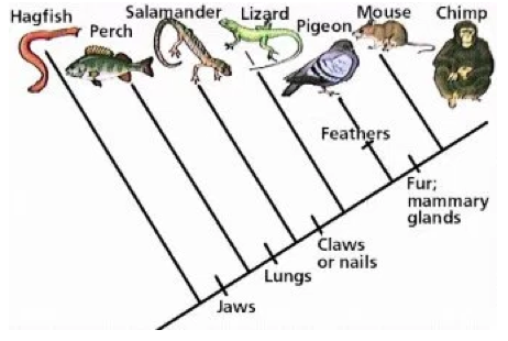 phylogeny of animals