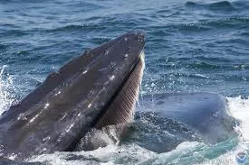 Feeding Whale