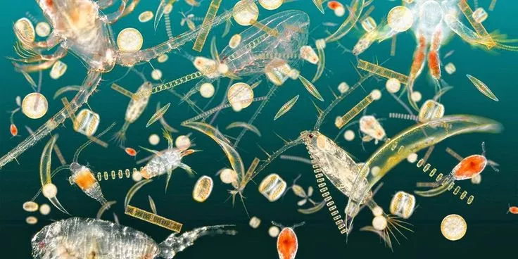 Plankton