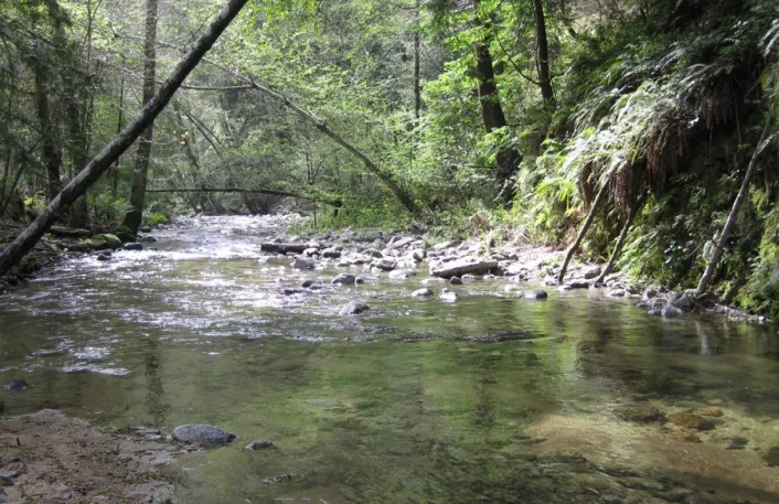 A stream. 