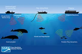 Whale noise